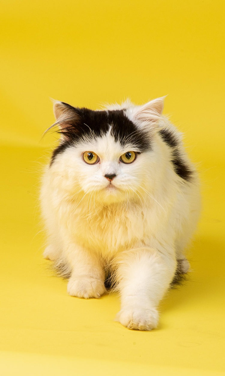 Katzenzubehör