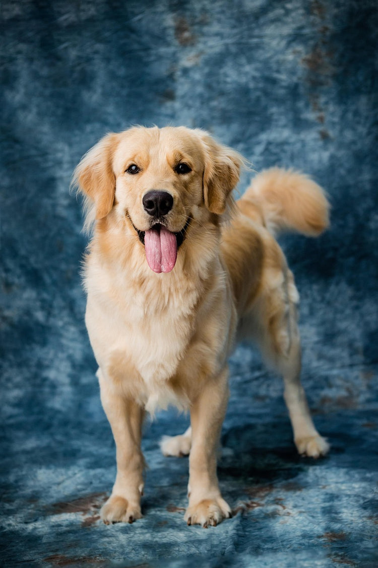 Hundezubehör