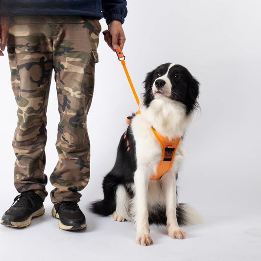 Revolutionäre Hunde-Sicherheitslösung: Integriertes Geschirr mit flexibler Rollleine!